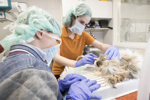 Tanden schoonmaken met de dierenarts