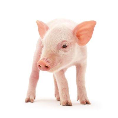 Fotolia_30424490_XL.jpg