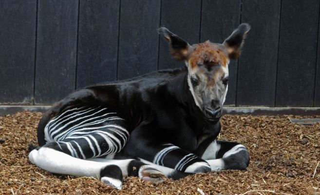 okapi_gerrit.jpg