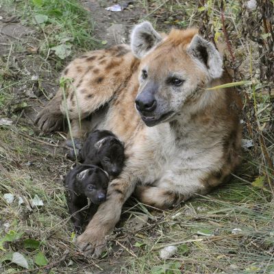 hyena.jpg
