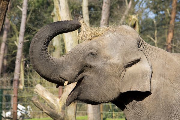 Olifant_Indra_met_hooi.jpg