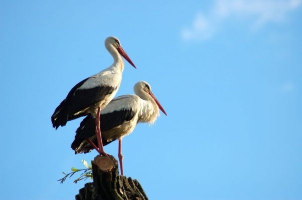 Ooievaars in de Bijbel