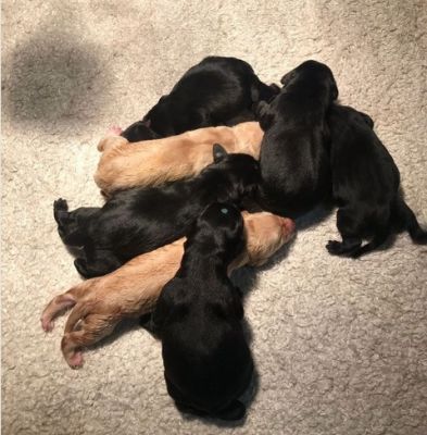 puppyskonhuis.jpg