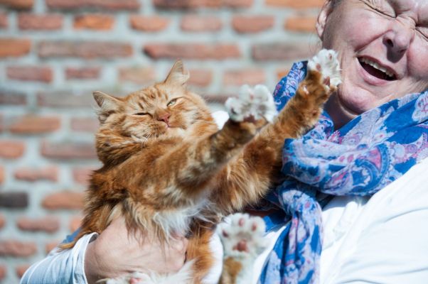 Waarom landt een kat bijna altijd op zijn pootjes?