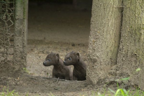 Hyena-tweeling_verkent_het_hyena-verblijf.jpg