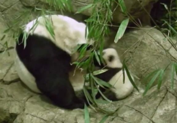 panda_video.jpg