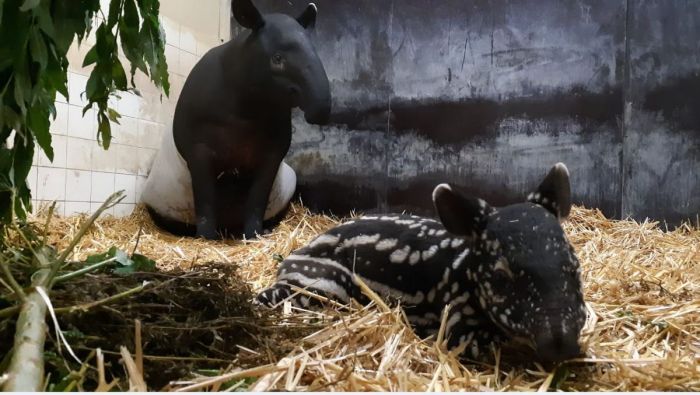 Tapir geboren in Diergaarde Blijdorp