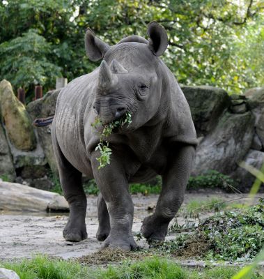 Zeldzame neushoorn in Blijdorp in verwachting