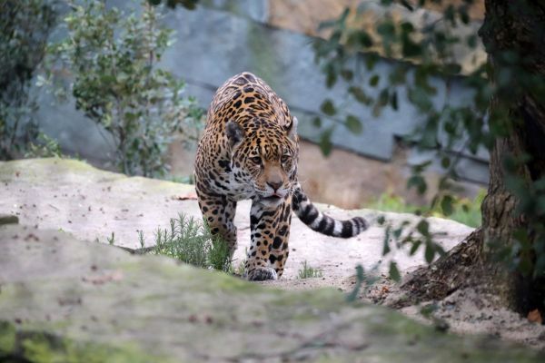 Gevlekte_jaguar._Foto_ARTIS_Edwin_Butter.jpg
