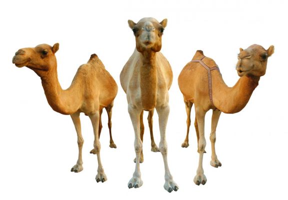 iStock_1111518_LARGE.jpg