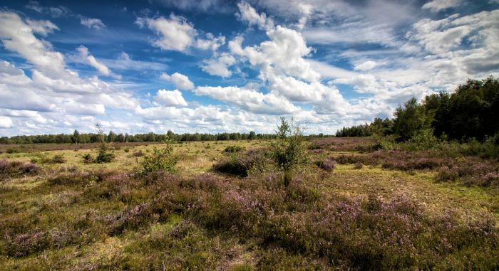 400 kinderen maken de heide schoon