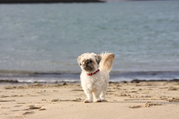 Boomer Saar is een echte knuffelbeer