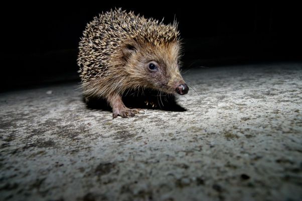 Wie sluipt daar rond in de winternacht?