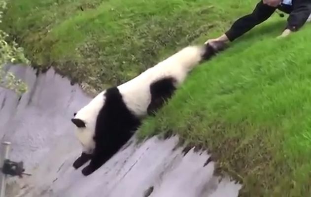 Pandaglijpartij07.jpg