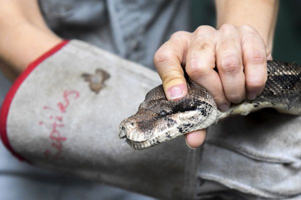 Ernstig gewonde boa constrictor gevonden in Amsterdamse container