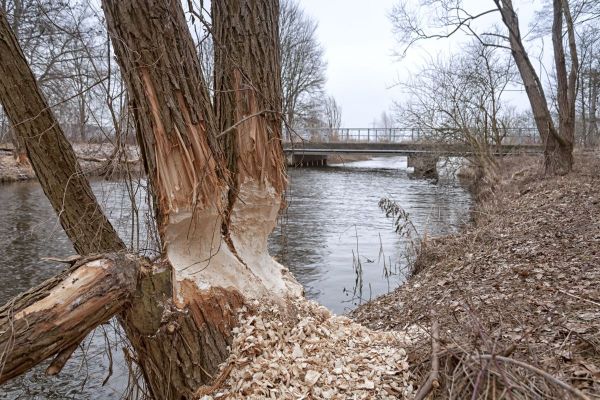 HOE KAN EEN BEVER OVERLEVEN?