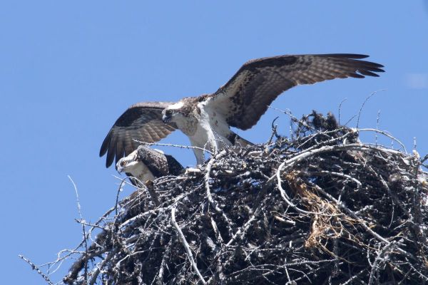 Een nest zo groot als een TRACTORWIEL