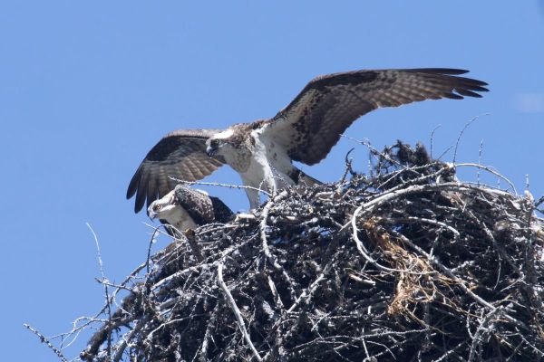 01KITSnatuur_nest_visarend_1.jpg