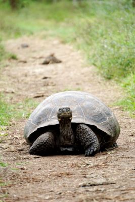 10.000 euro boete voor aanrijding met schildpad