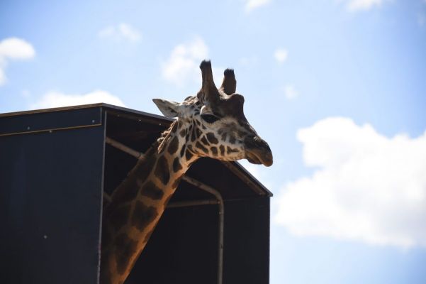 giraffe3.jpg
