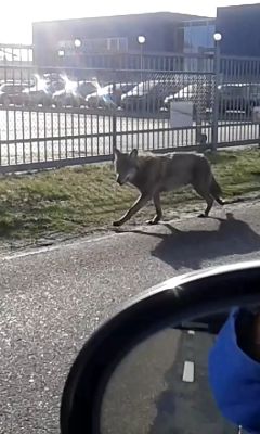 Wolf.jpg