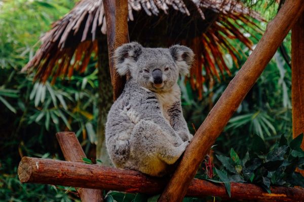 Koala's omgekomen door natuurbranden