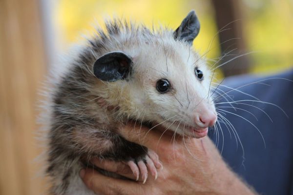 2_-_opossum.jpg