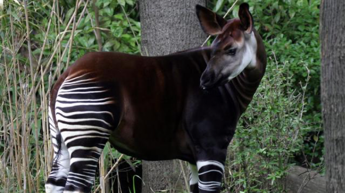 okapi.png
