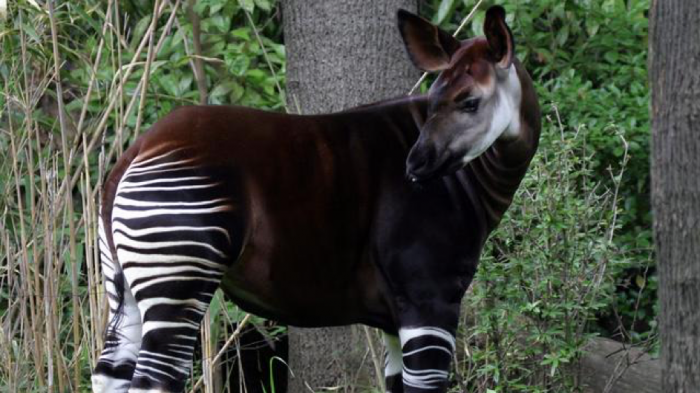 Zeldzame okapi geboren