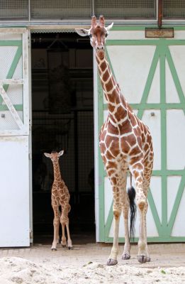 Girafveulen komt in de benen