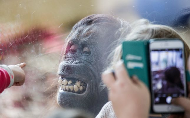 Aap trekt gekke bekken in oudste dierentuin