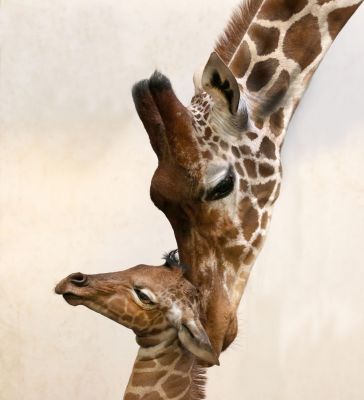 Giraffe geboren in Artis (video)