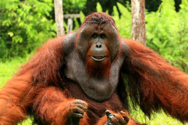 Mensen doden dieren vanwege zeep, goud en pels