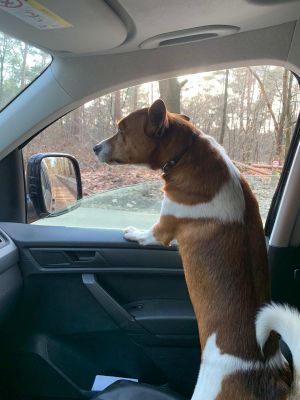 Hond Kees wil graag mee in de Caddy