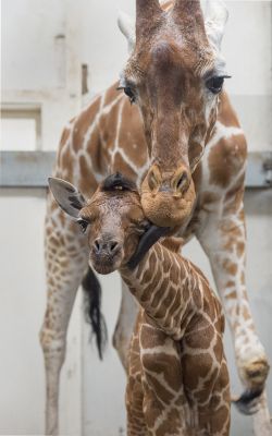 Netgiraffeveulen_met_moeder._Foto_ARTIS_Amber_Dekker.jpg