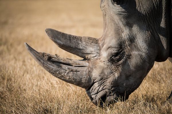 Witte neushoorn in Belgische dierentuin is in verwachting