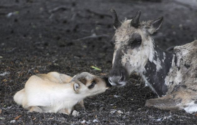 Bosrendiertje drinkt melk in Blijdorp