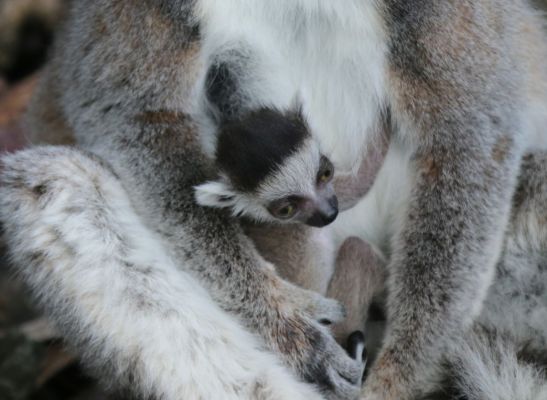 Ringstaartmaki geboren in DierenPark Amersfoort