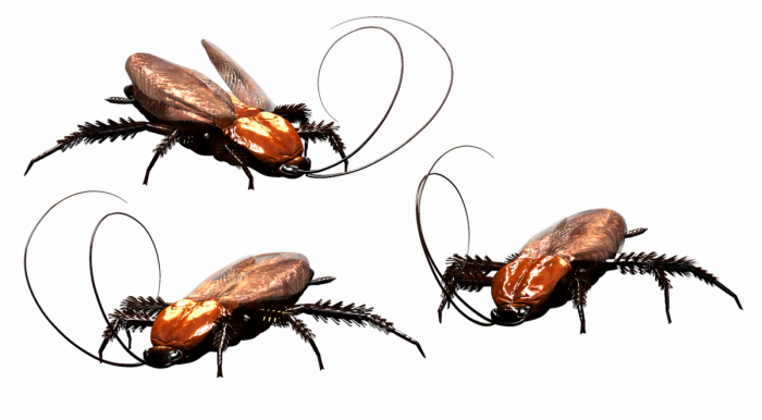 cockroach-3346121_1920.png