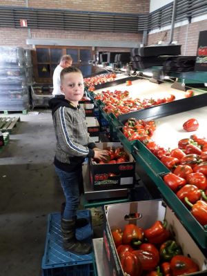 Daniel sorteert en stickert paprika's