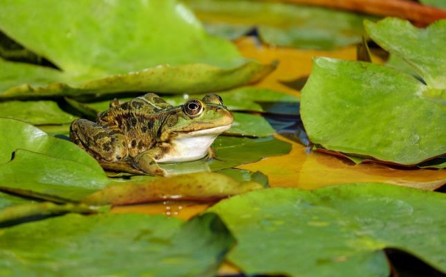 19KITSkiddie_dierennieuwtje_frog-2211972_1920.jpg