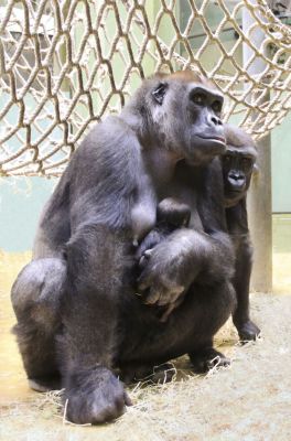 Gorilla_jong.jpg
