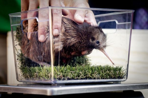 Een kiwi geboren!