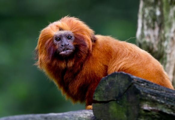 Gouden leeuwaapje heeft lange manen