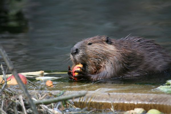 DE BEVER IS HET OP ÉÉN NA GROOTSTE KNAAGDIER