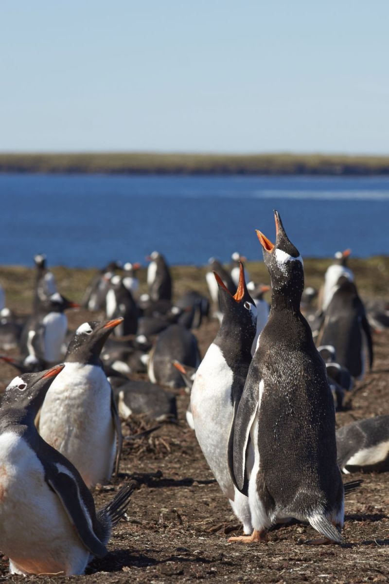 Van ei tot pinguïn (met video's!)