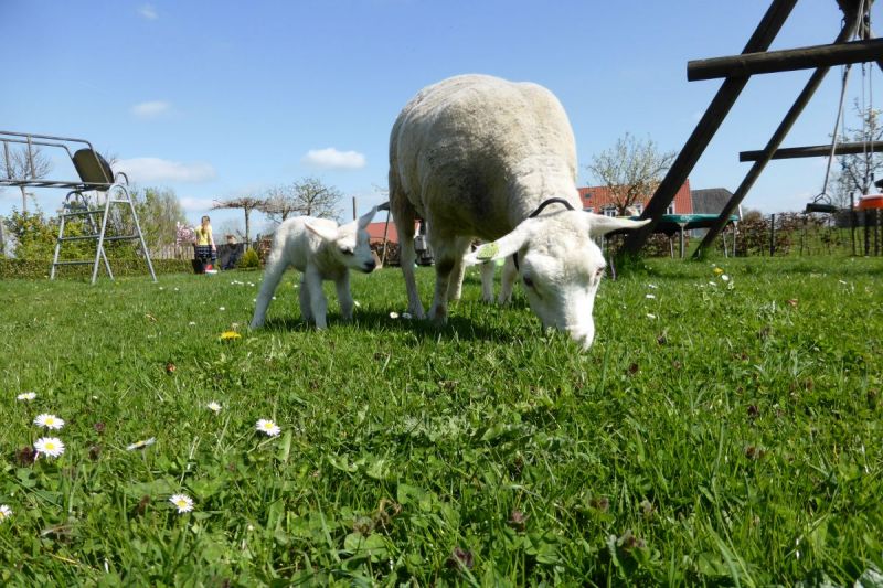 Alle ingestuurde foto's op een rijtje