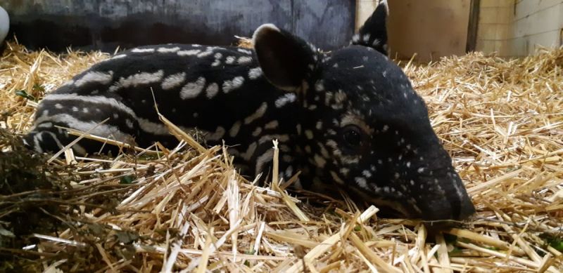 Tapir geboren in Diergaarde Blijdorp