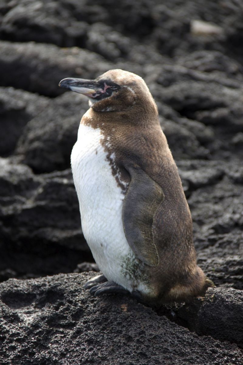 Zóveel soorten pinguïns!