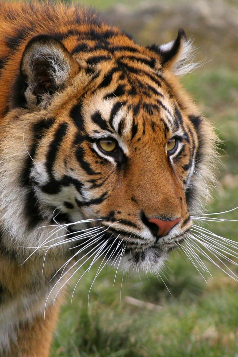 Kom niet te dicht bij de dieren in India!